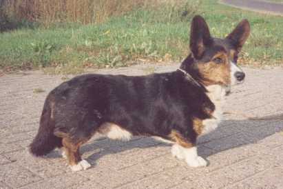 Bymil Black Treacle | Cardigan Welsh Corgi 