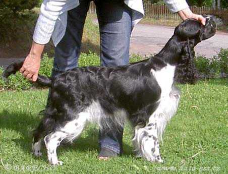 Barecho KISSES OF FIRE | English Springer Spaniel 