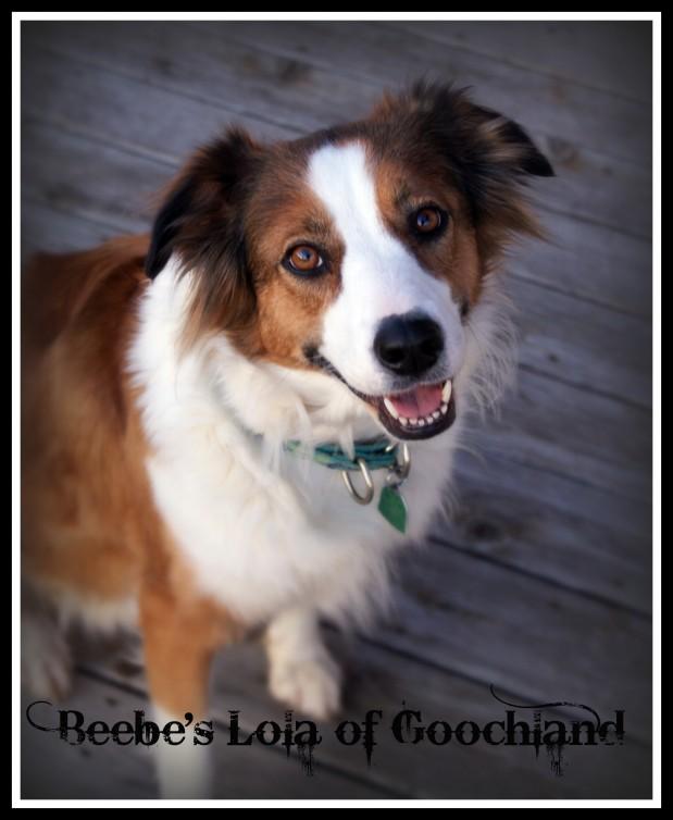 Beebe's Lola of Goochland | English Shepherd 
