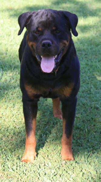 Maximus Vom Haus Gold Hill | Rottweiler 