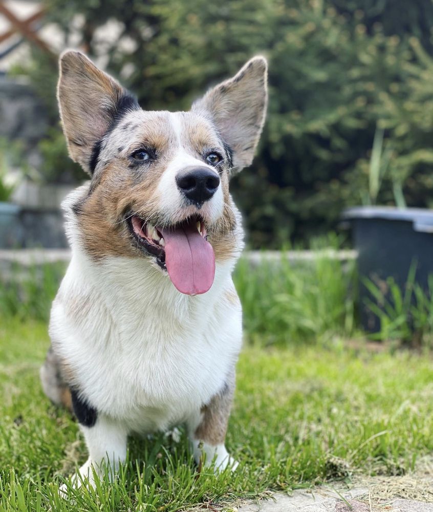 SEVASTOPOLSKIY VALS LANZELOT | Cardigan Welsh Corgi 