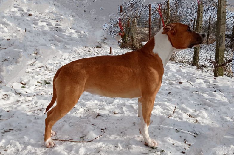 Farida Ruffian Joannidis | American Staffordshire Terrier 