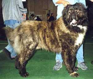 Samotsvety Urala Izumrud | Caucasian Mountain Dog 