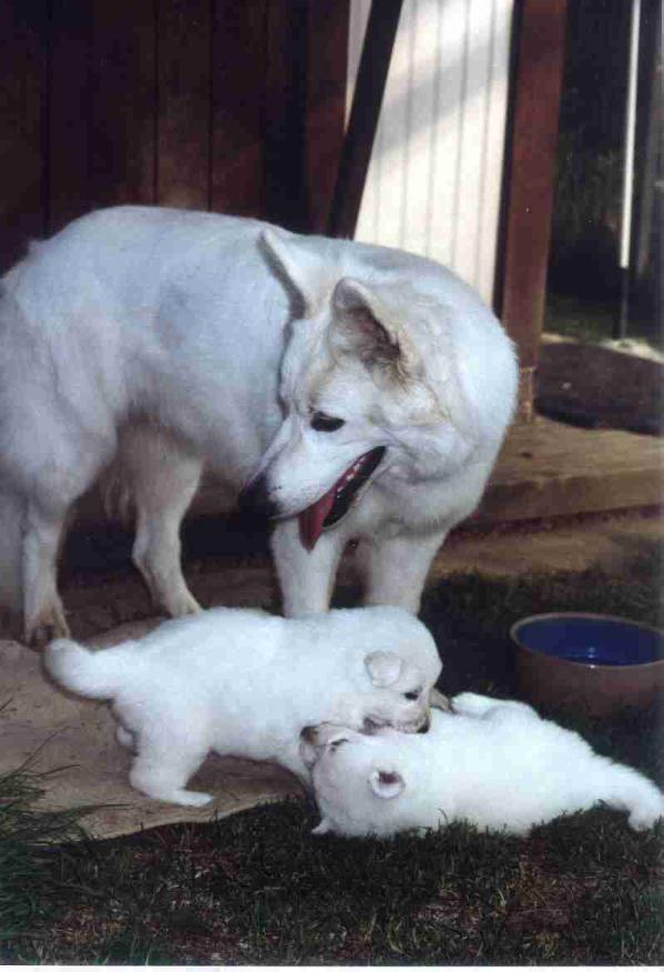 Evita von der Stefflsölde | White Swiss Shepherd Dog 