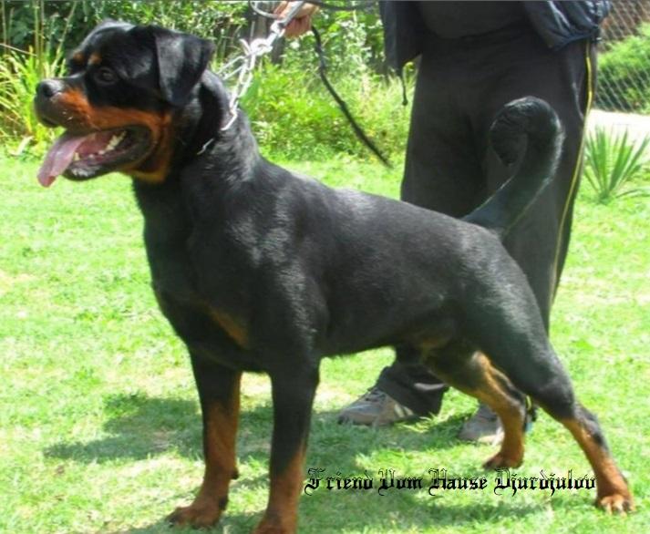 Friend Vom Hause Djurdjulov | Rottweiler 