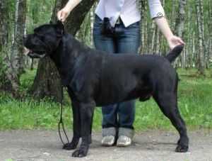 ERMES DEL ROSSO MALPELO | Cane Corso 