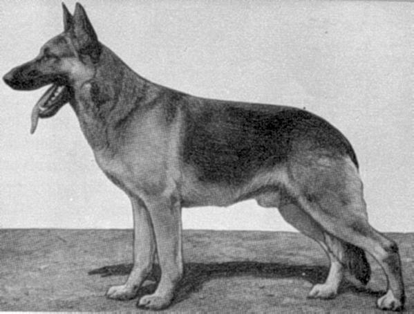 Etu von der Fürstensalmburg | German Shepherd Dog 