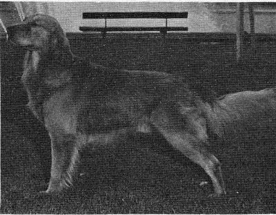 Beckwith's Malagold Flash | Golden Retriever 