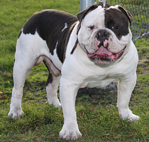 Motowns tattoo | Olde English Bulldogge 