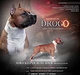 NORD KEEPER RUSH HOUR | American Staffordshire Terrier 