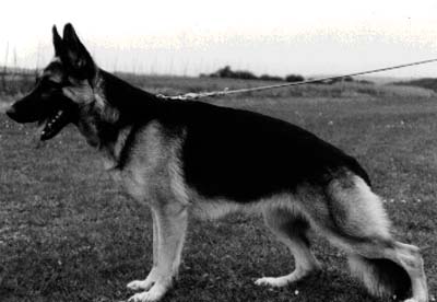 Rommi vom Breitfeld | German Shepherd Dog 