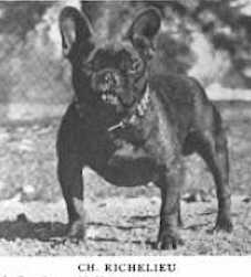 Richelieu | French Bulldog 