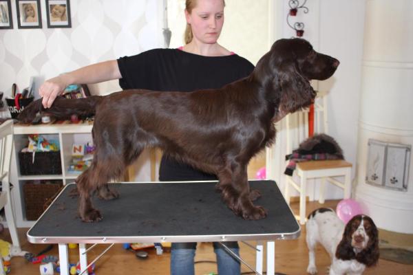 Icemint Kultakarelia | Field Spaniel 