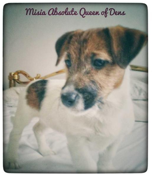 Misia Absolute Queen of Dens | Jack Russell Terrier 