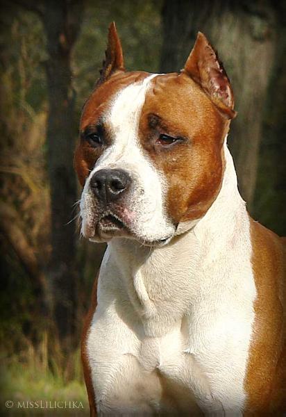 IMAGE PERFECT DOG MAGIC | American Staffordshire Terrier 