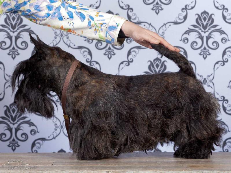 Ty Chas Skot Merzhin | Scottish Terrier 