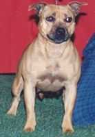 Sambong Jarra | Staffordshire Bull Terrier 