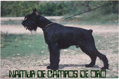 Namur De Campos De Oro | Giant Schnauzer 