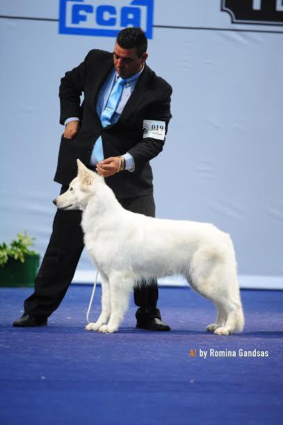 Bella vom Sutumer Grund | White Swiss Shepherd Dog 