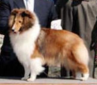 GrandGables Time's Up At PaRay | Shetland Sheepdog 