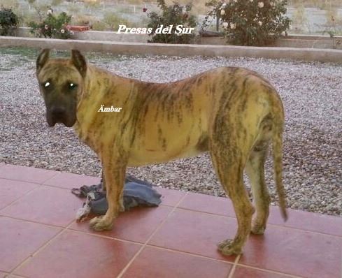 Ambar de Naraclan | Perro de Presa Canario 