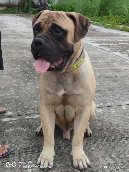 Ginis Made For Your Eyes Only | Bullmastiff 