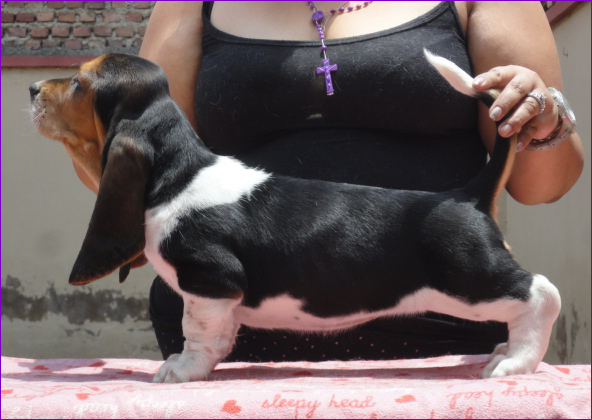 Lomarol Hounds Luana | Basset Hound 