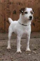 Foxwarren Digger II | Jack Russell Terrier 