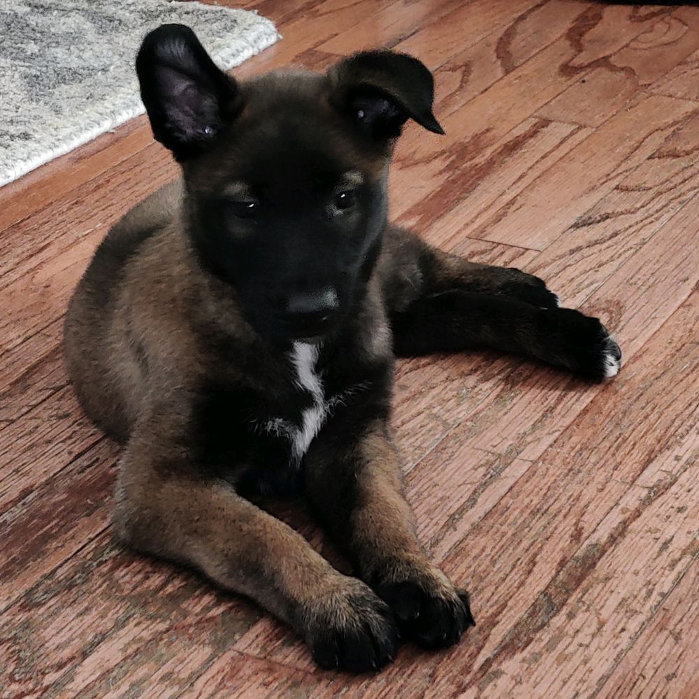 Karma VI | Belgian Malinois 