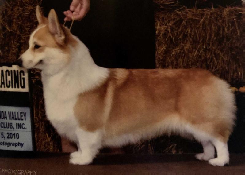 Ranpri Cardinal's Tempe | Pembroke Welsh Corgi 