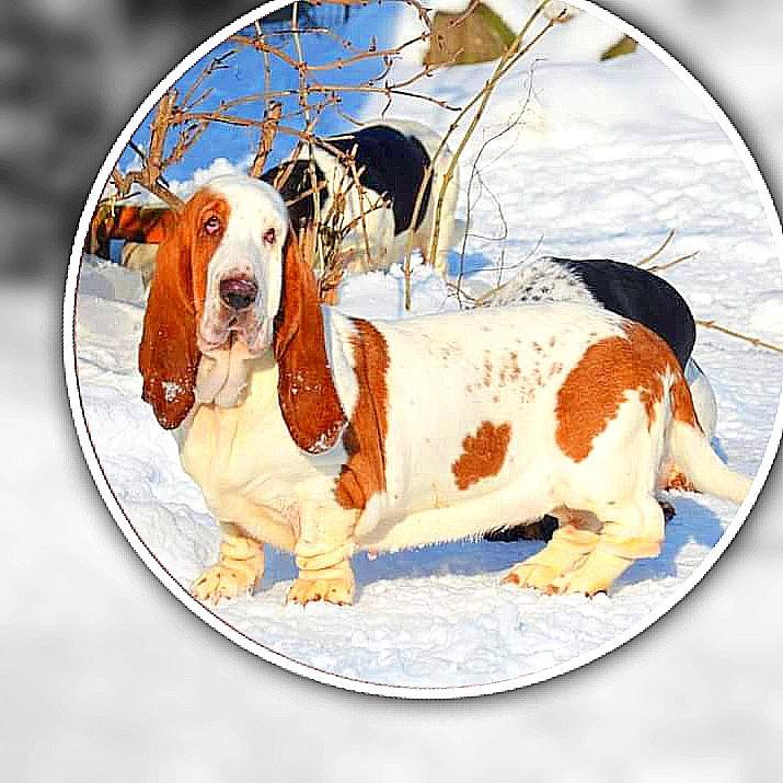 Ukrainian bomond lara Bond | Basset Hound 