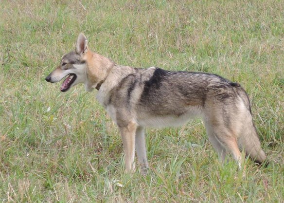 Bihots dzhos'Yun otsanda c bogorodska | Czechoslovakian Wolfdog 