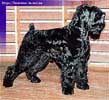 Evsey Olex iz Chernoy Stai | Black Russian Terrier 