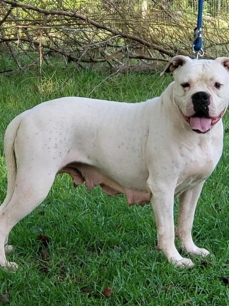 Wingard's Gabrielle | American Bulldog 