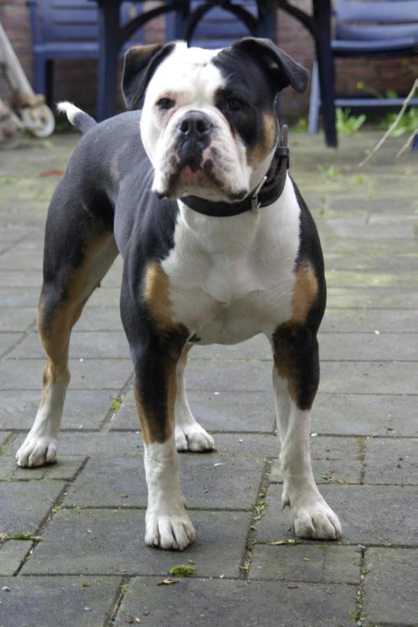 Empereur’s Dyna | Olde English Bulldogge 