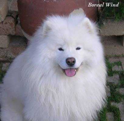 Wintertale At Borealwind | Samoyed 