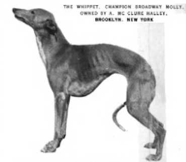 Broadway Molly | Whippet 