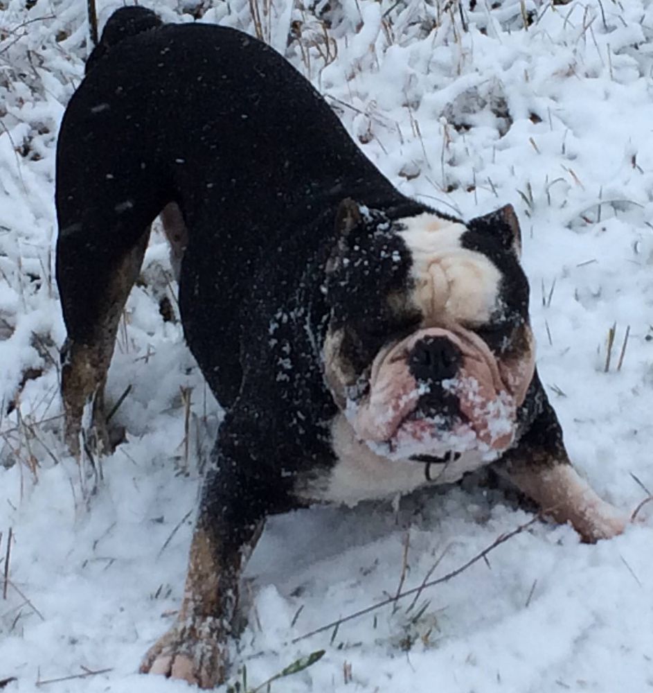 Ostergaard's Kessler | Olde English Bulldogge 