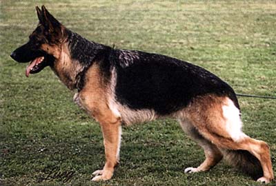 Adelin vom Haus Babilon | German Shepherd Dog 