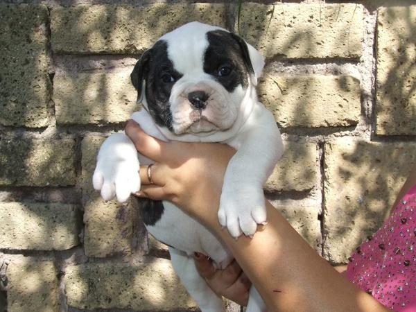 Picchiotti's Tyson | American Bulldog 