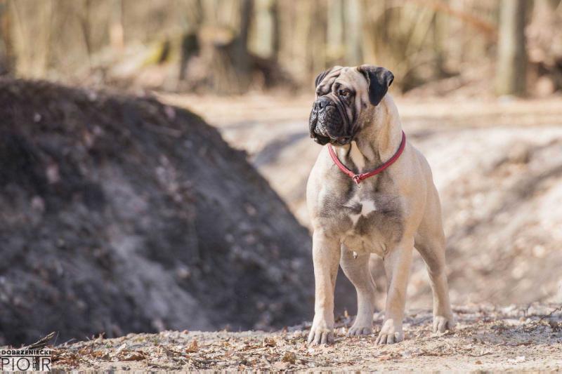 SAFETY OF FLATLAND GRACIA | Bullmastiff 