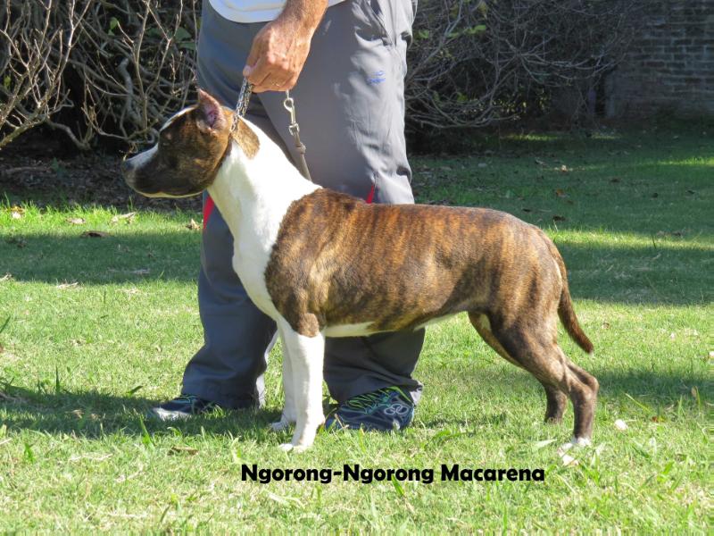 Ngorong Ngorong Macarena | American Staffordshire Terrier 