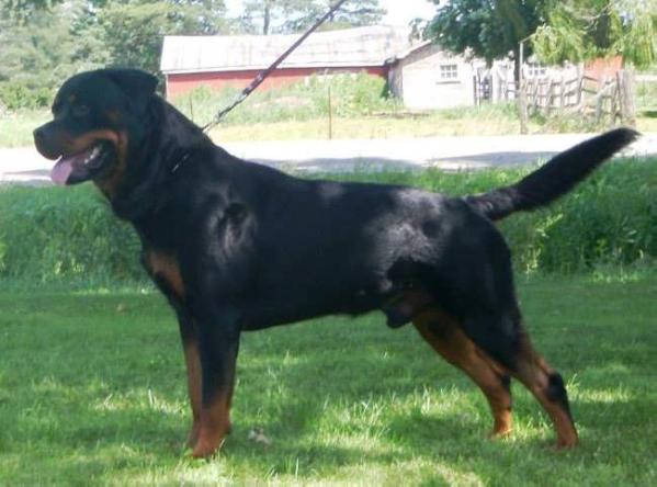 Vasfors Deoji Bro | Rottweiler 