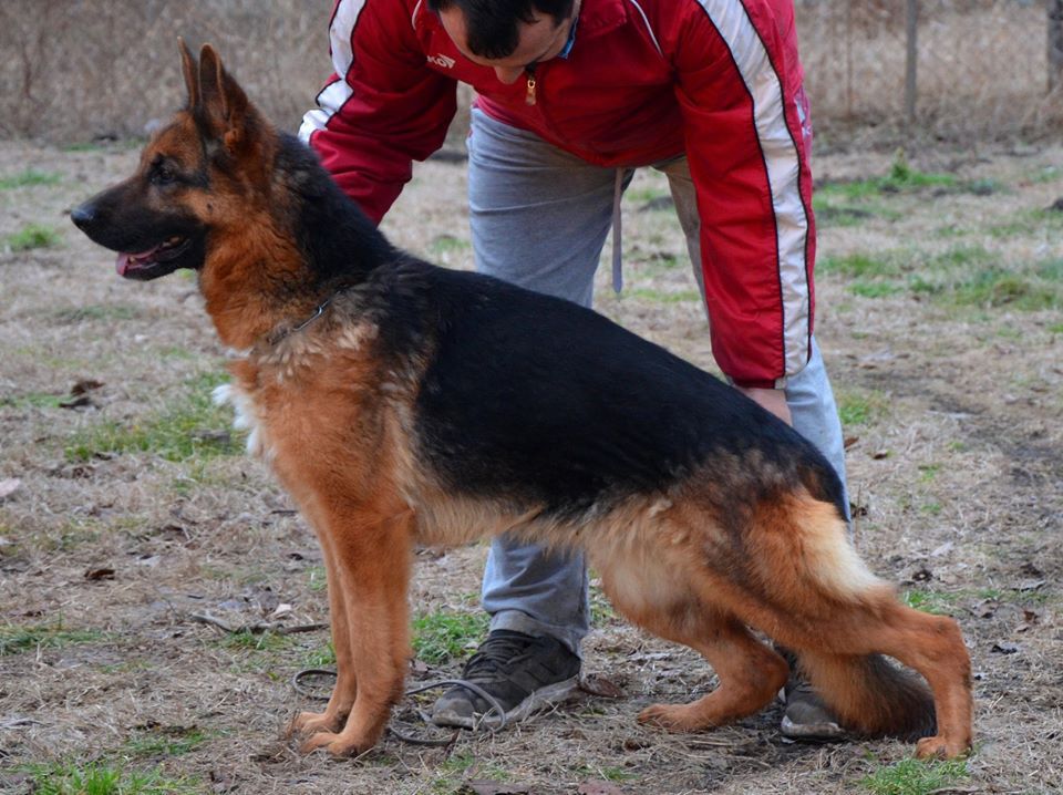 Cherry von Alstrax | German Shepherd Dog 