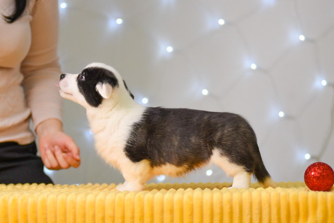 CORSTAR WENDY DARLING | Cardigan Welsh Corgi 