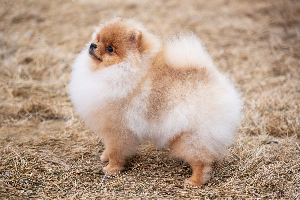 Tofini Bullet With Butterfly Wings | Pomeranian 