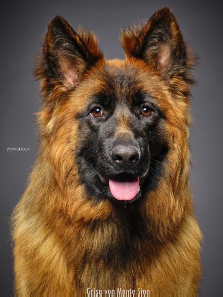 Grisa von Monte Sion | German Shepherd Dog 