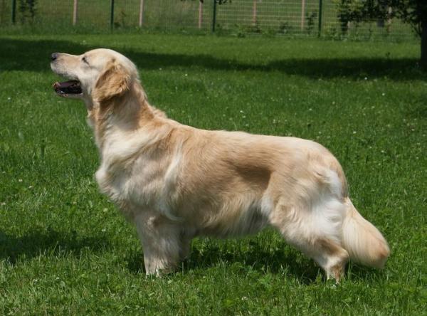 Xanthos Blessing | Golden Retriever 