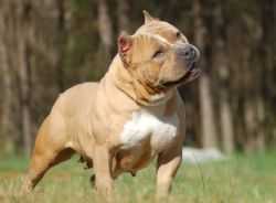Bullyvillepits Princess Mulan | American Pit Bull Terrier 