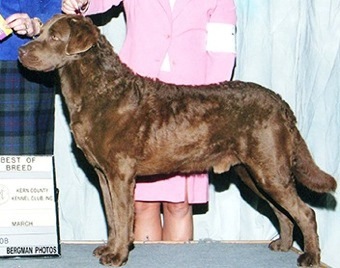 Desert Winds Moroccan Sand | Chesapeake Bay Retriever 